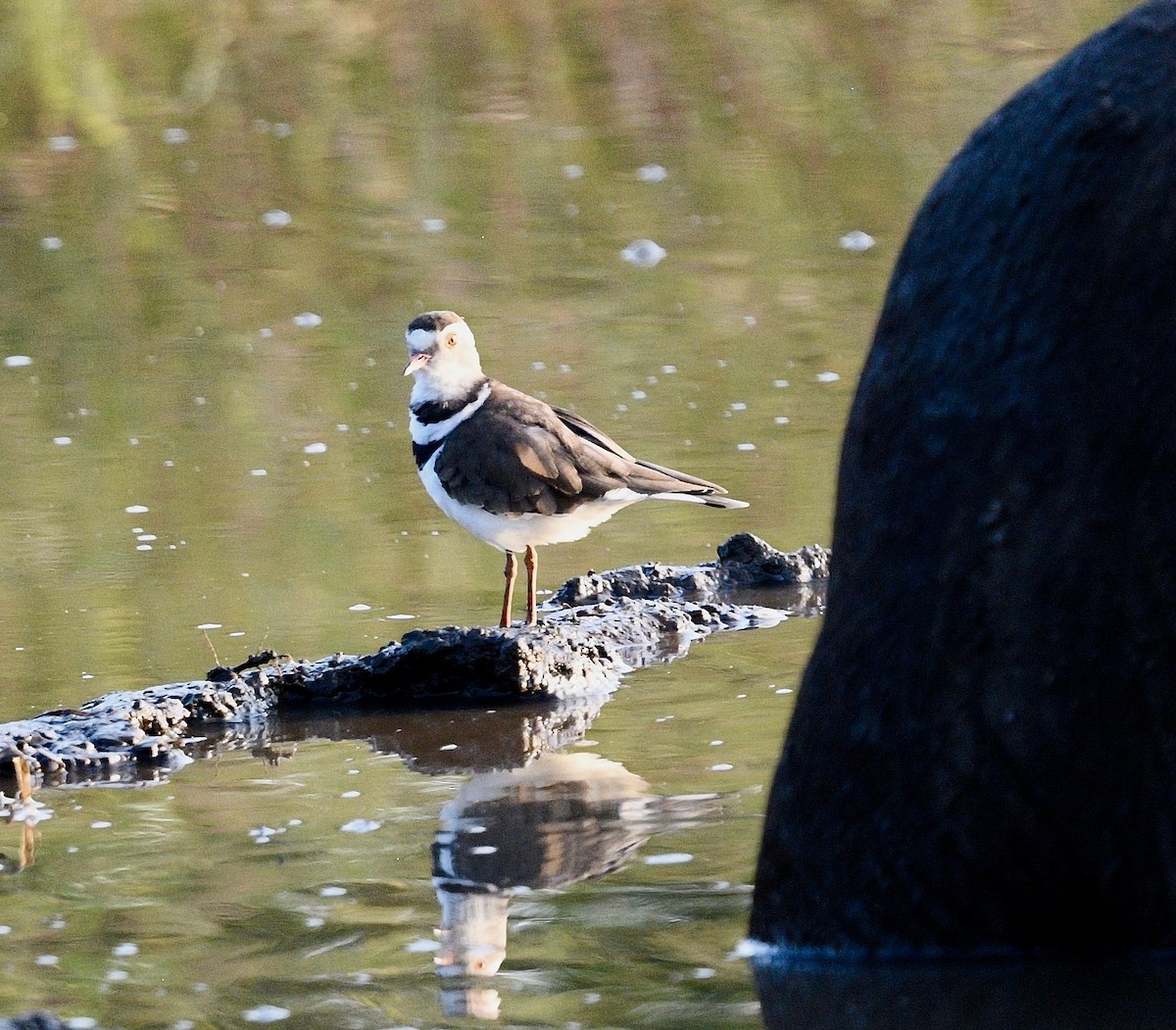 Three-banded Plover - ML576407381