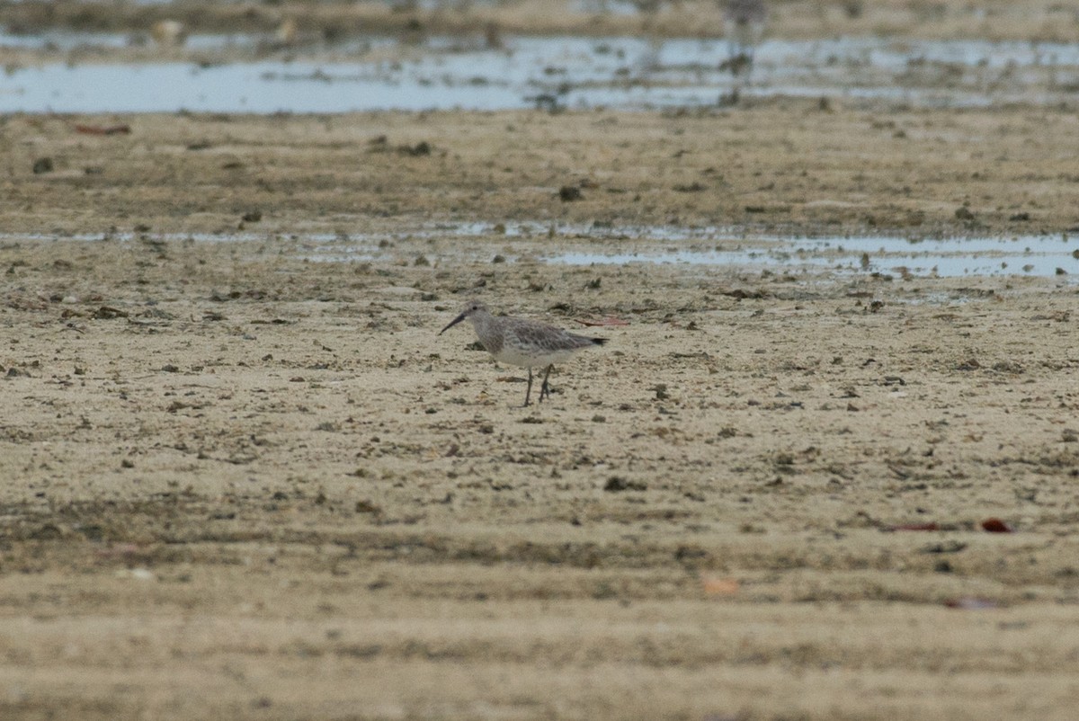 Great Knot - ML576407411