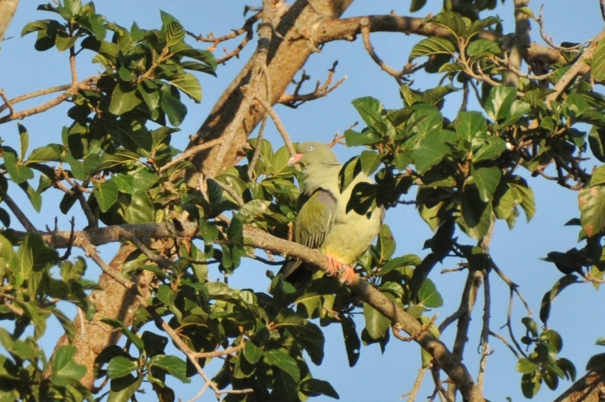 African Green-Pigeon - ML576408061