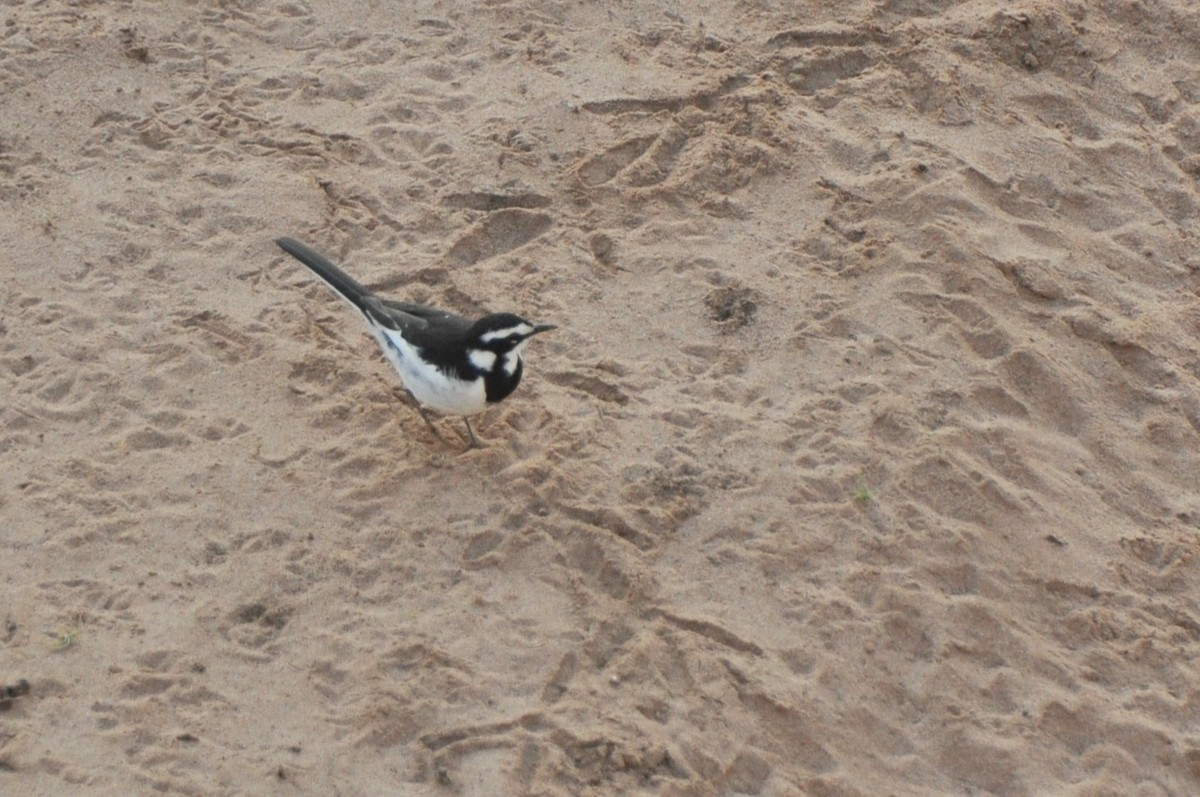 African Pied Wagtail - ML576409081