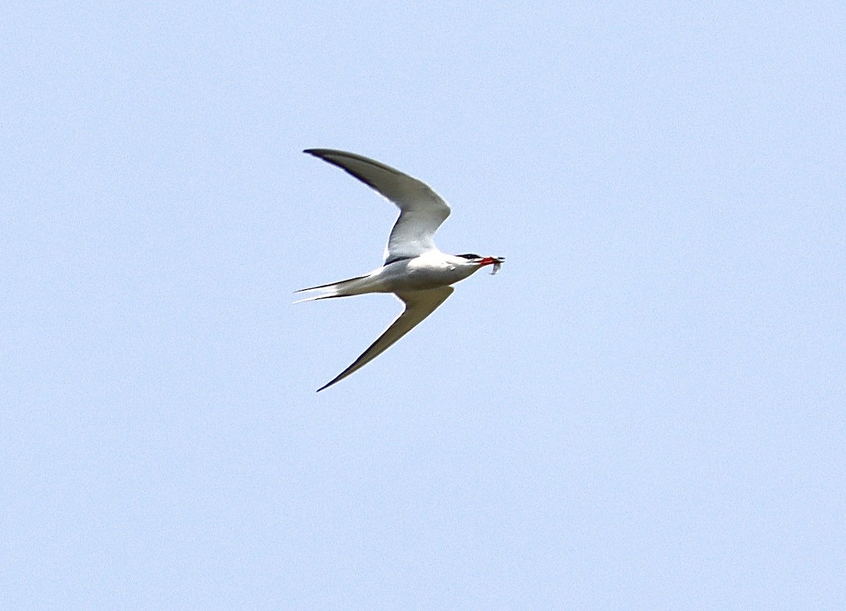 Common Tern - ML576409501
