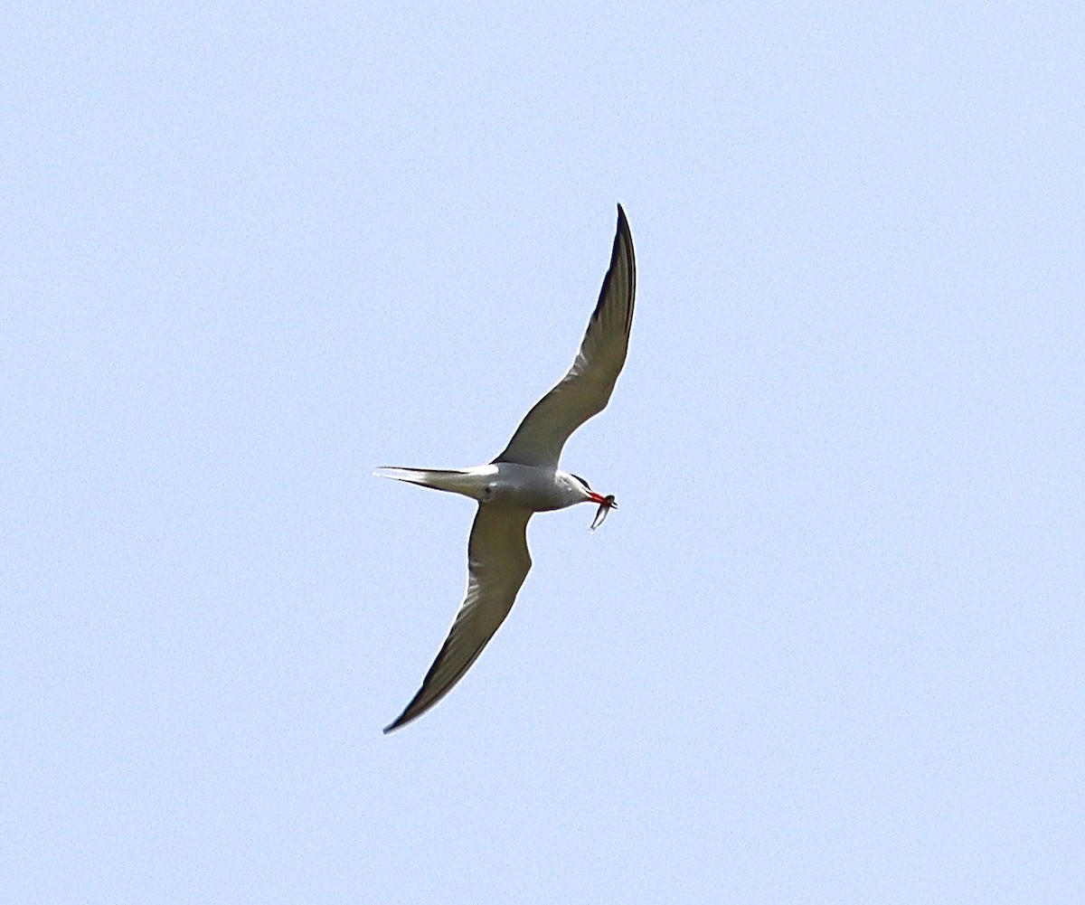 Common Tern - ML576409511
