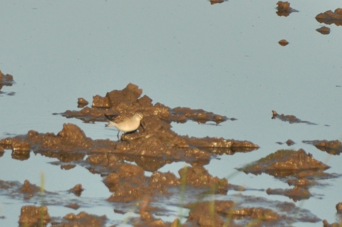 Wood Sandpiper - 🦜 Daniel Correia 🦜