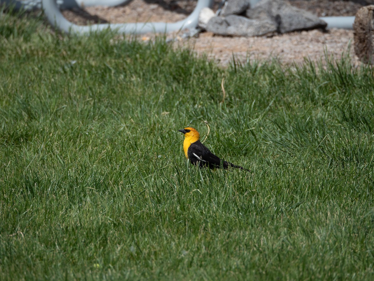 Yellow-headed Blackbird - ML576410841