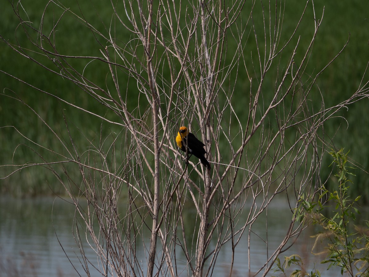 Yellow-headed Blackbird - ML576410861