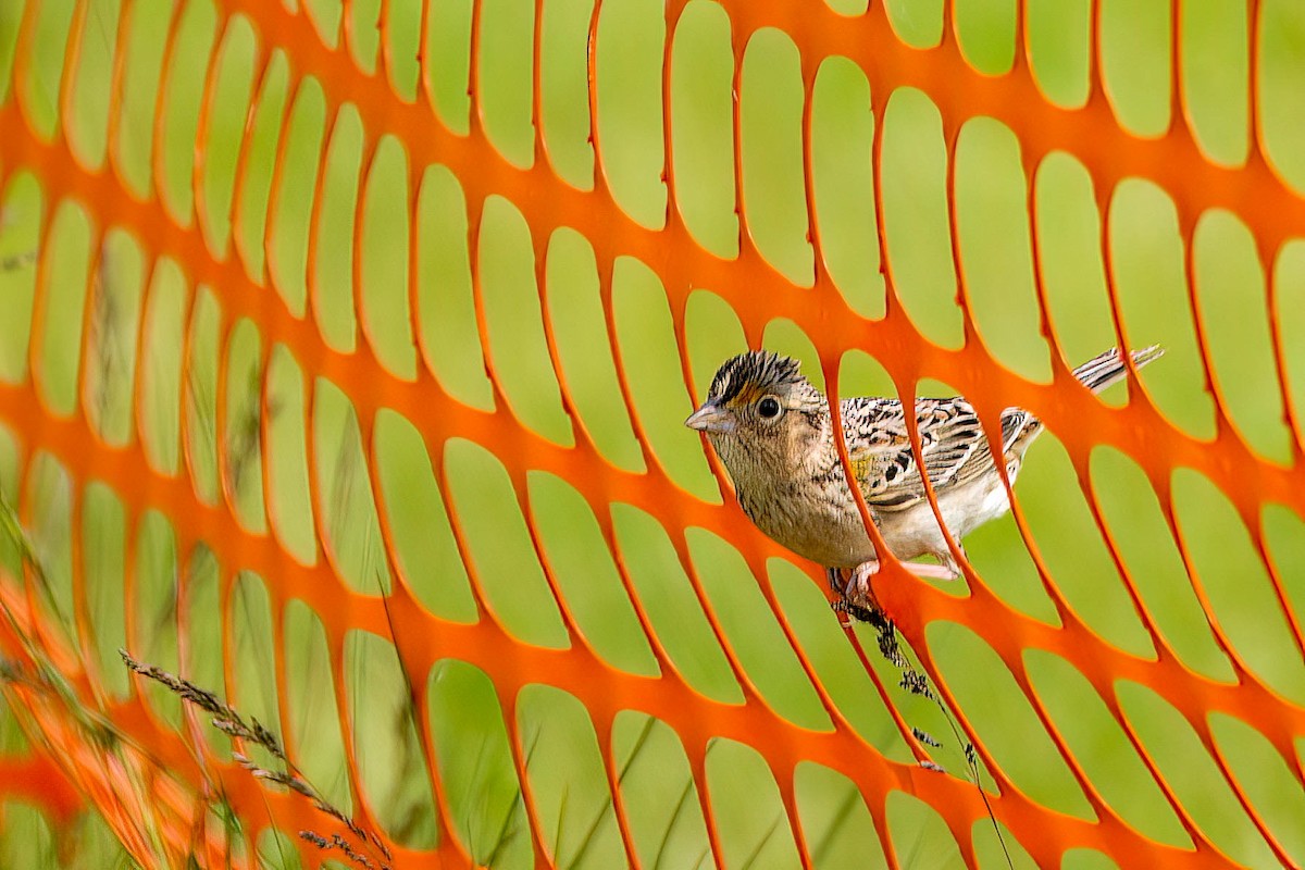 Grasshopper Sparrow - ML576411381