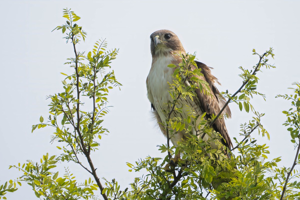 Red-tailed Hawk - ML576411831