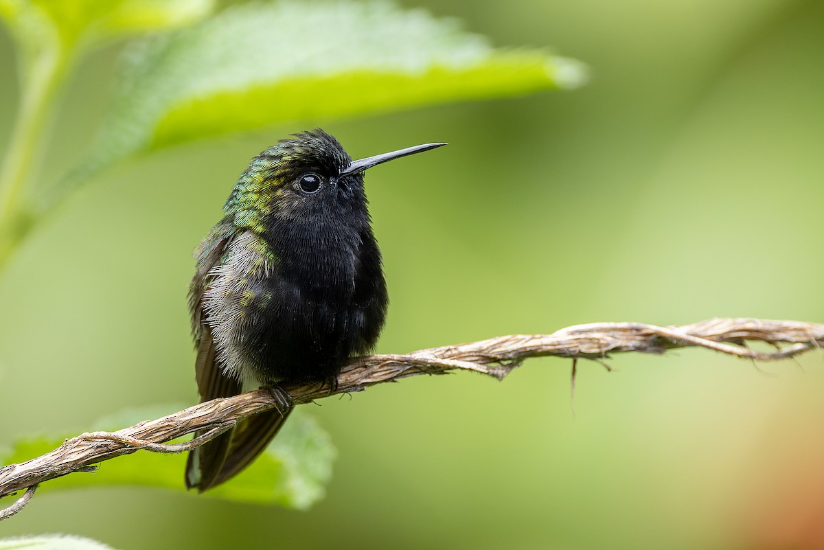 Black-bellied Hummingbird - Graham Ella
