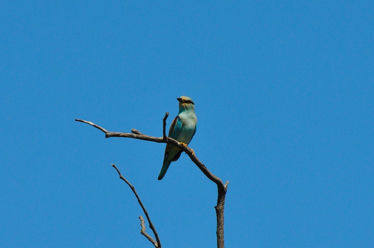 European Roller - ML576412261
