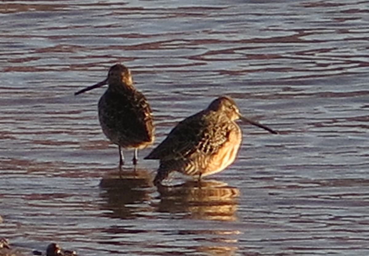 Long-billed Dowitcher - Tracy Taylor