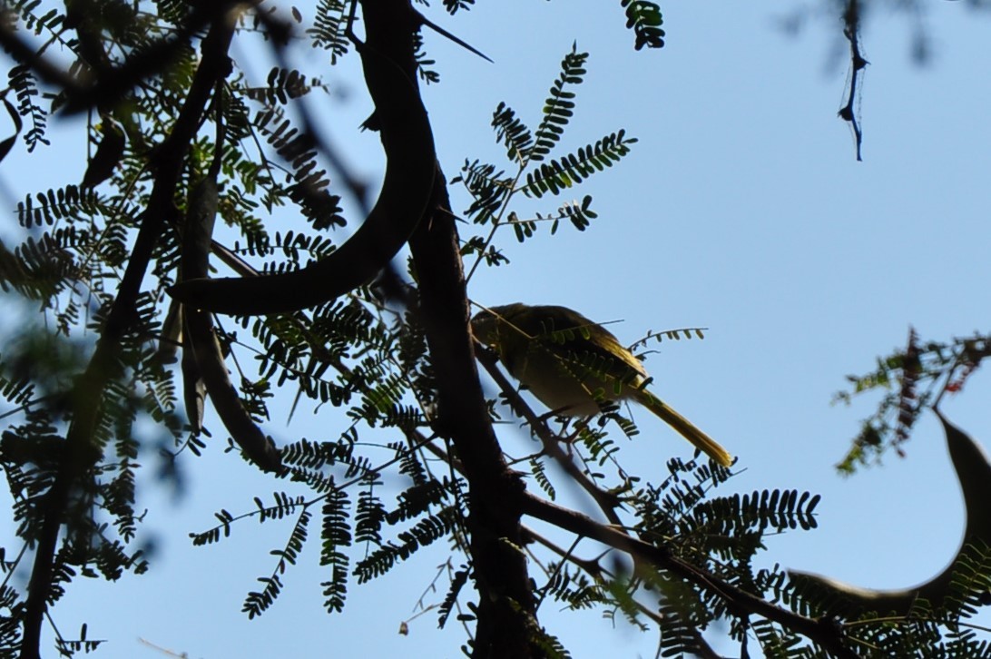 Yellow-breasted Apalis - ML576413521