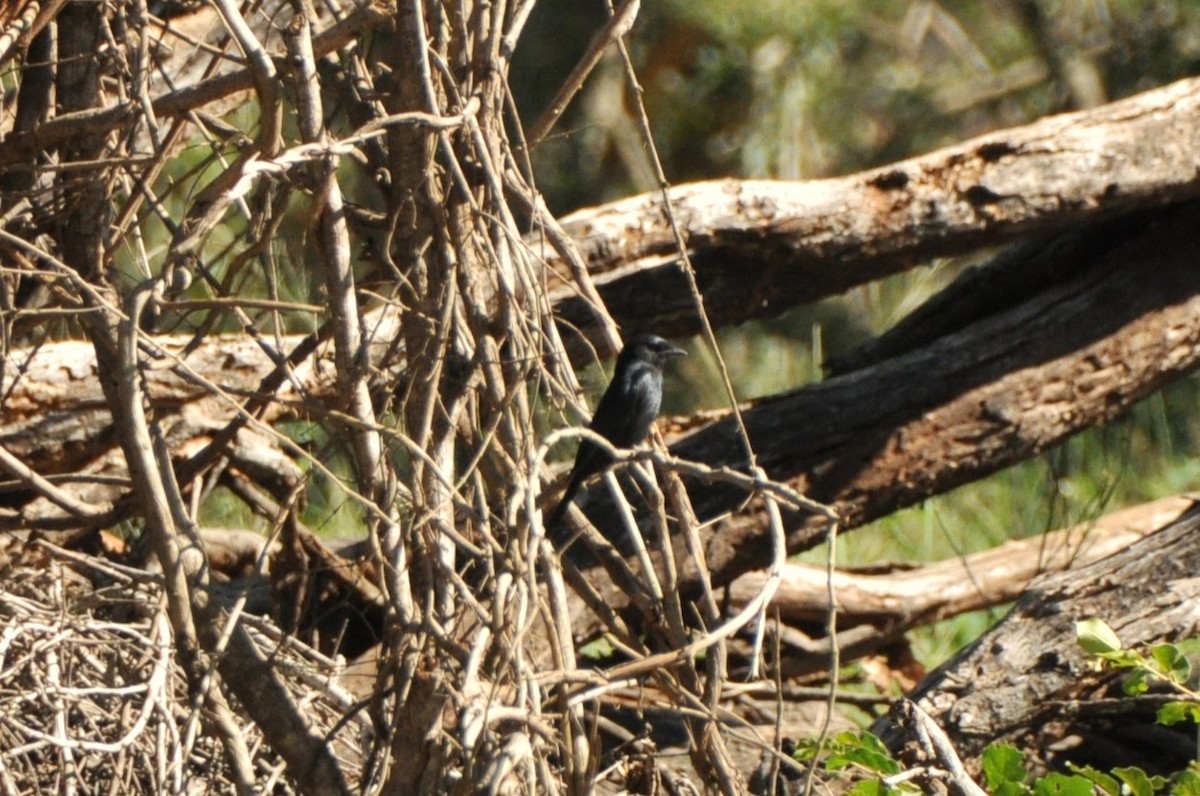 Fork-tailed Drongo - ML576413991