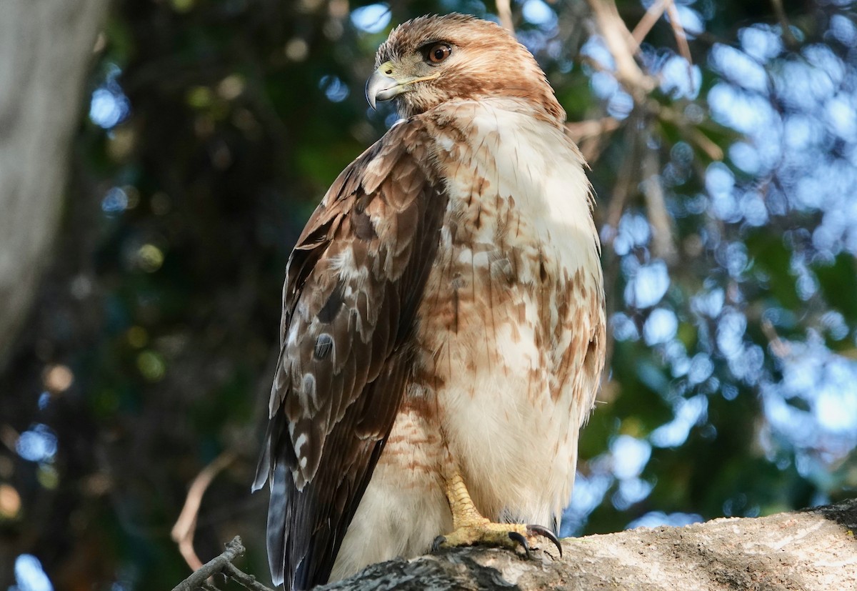 Red-tailed Hawk - ML576416871
