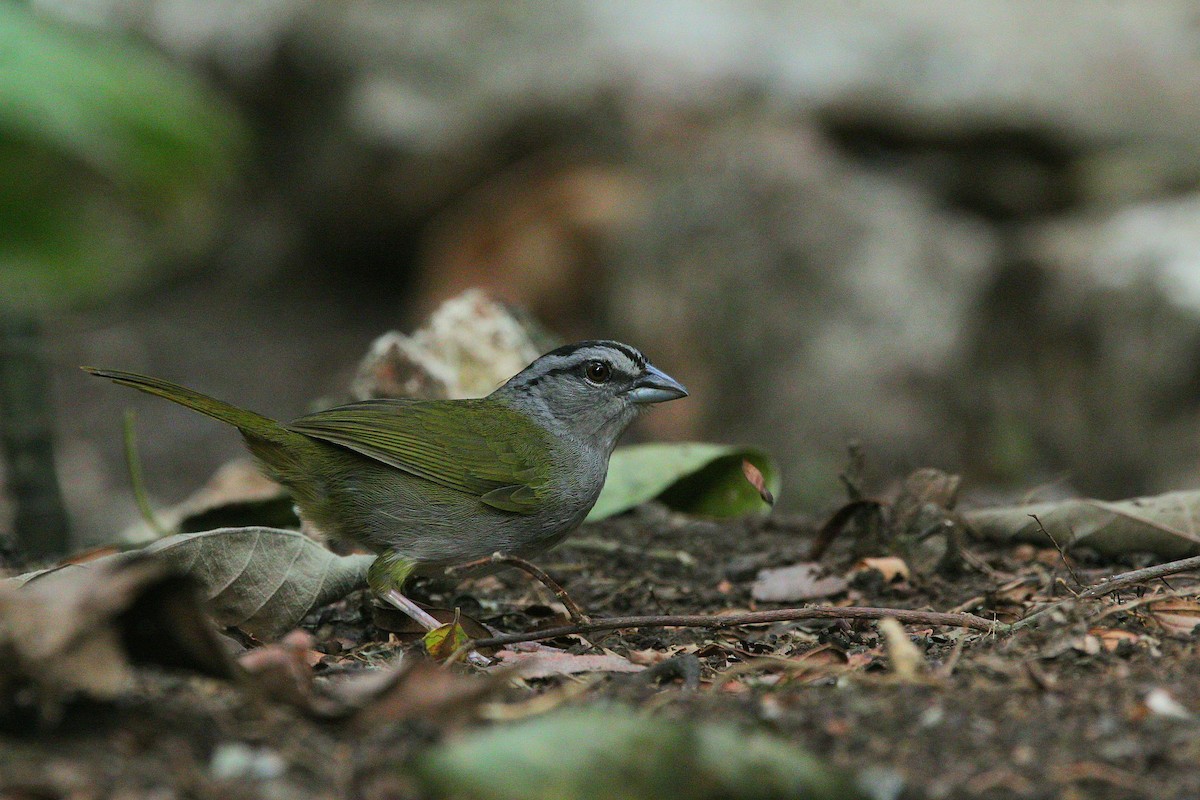 Green-backed Sparrow - Richard Harris