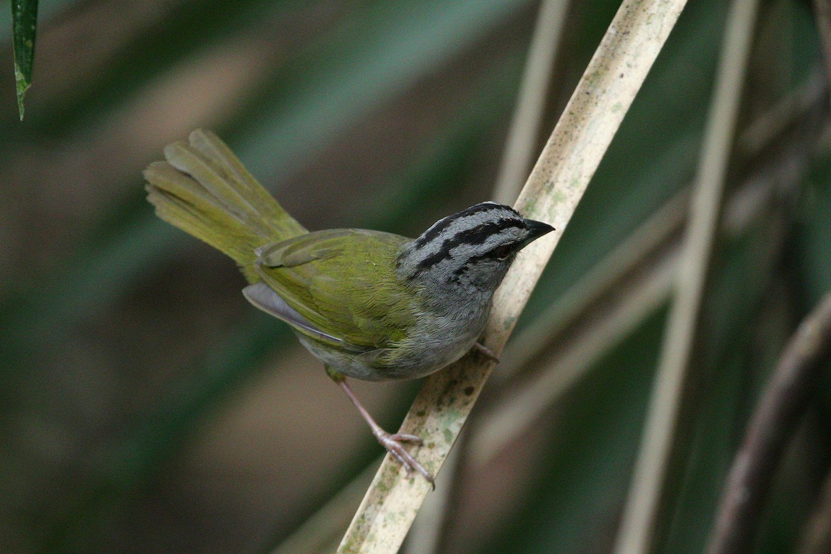 Green-backed Sparrow - ML576417891