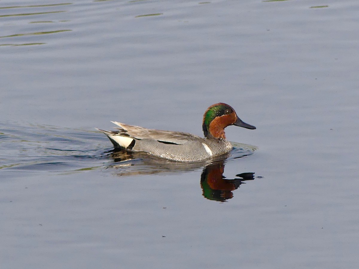 Green-winged Teal - ML576419221