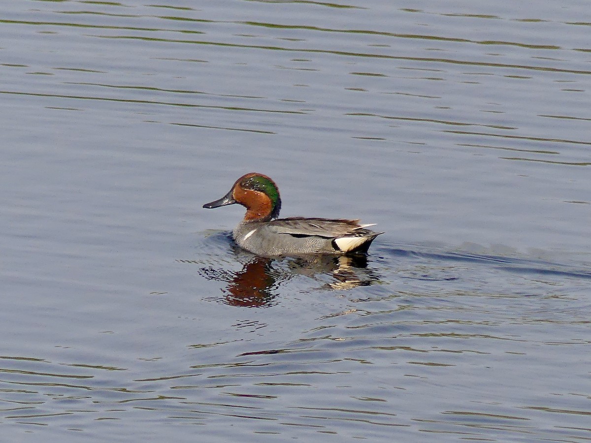 Green-winged Teal - ML576419231
