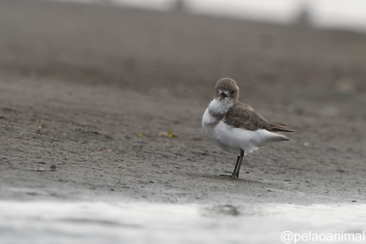 Two-banded Plover - ML576420281