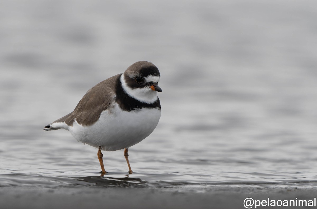 Semipalmated Plover - ML576420341