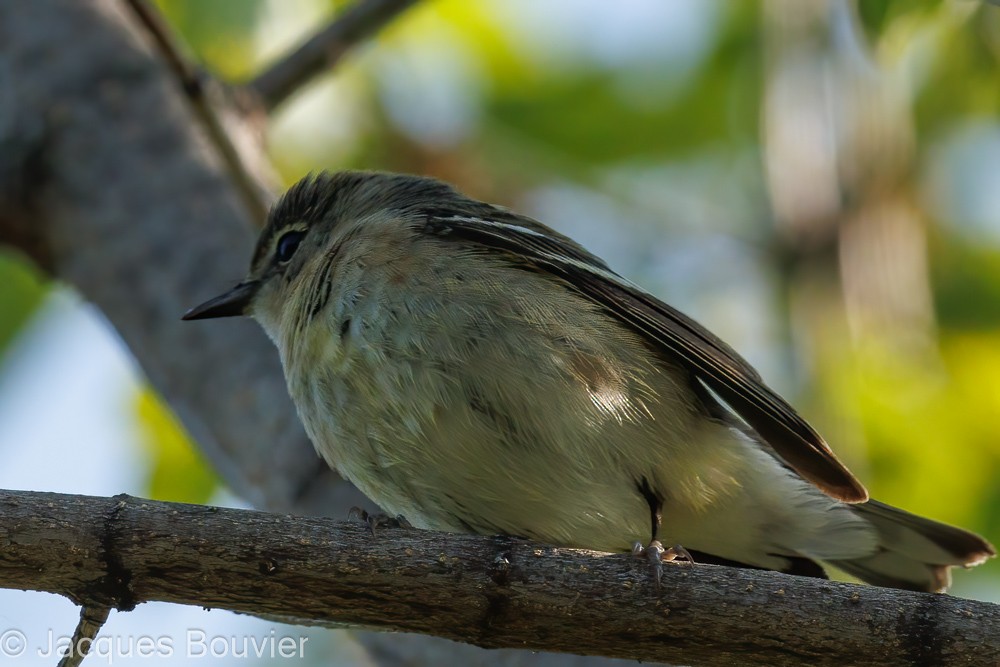 Bay-breasted Warbler - ML576420541