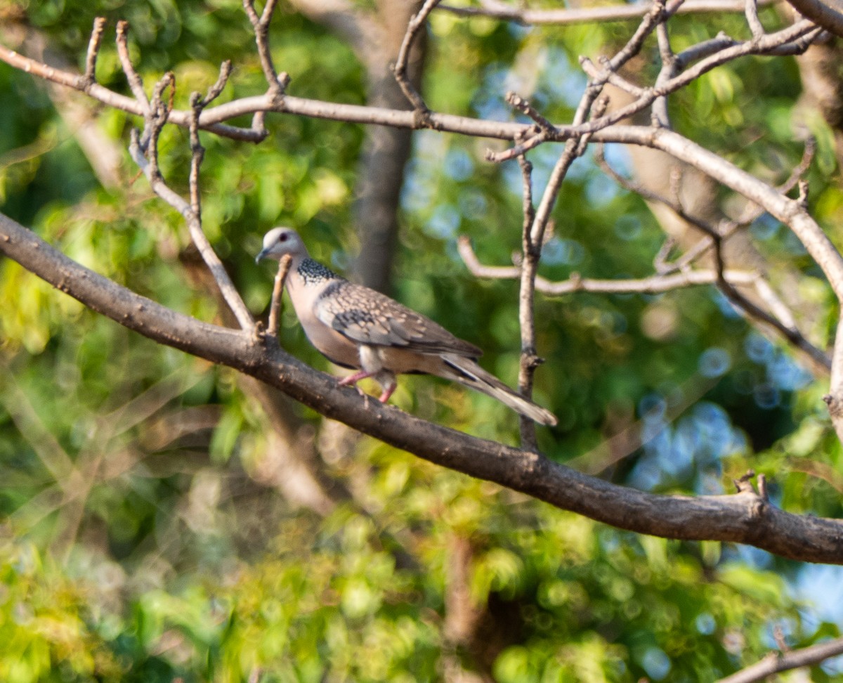Spotted Dove - ML576422111