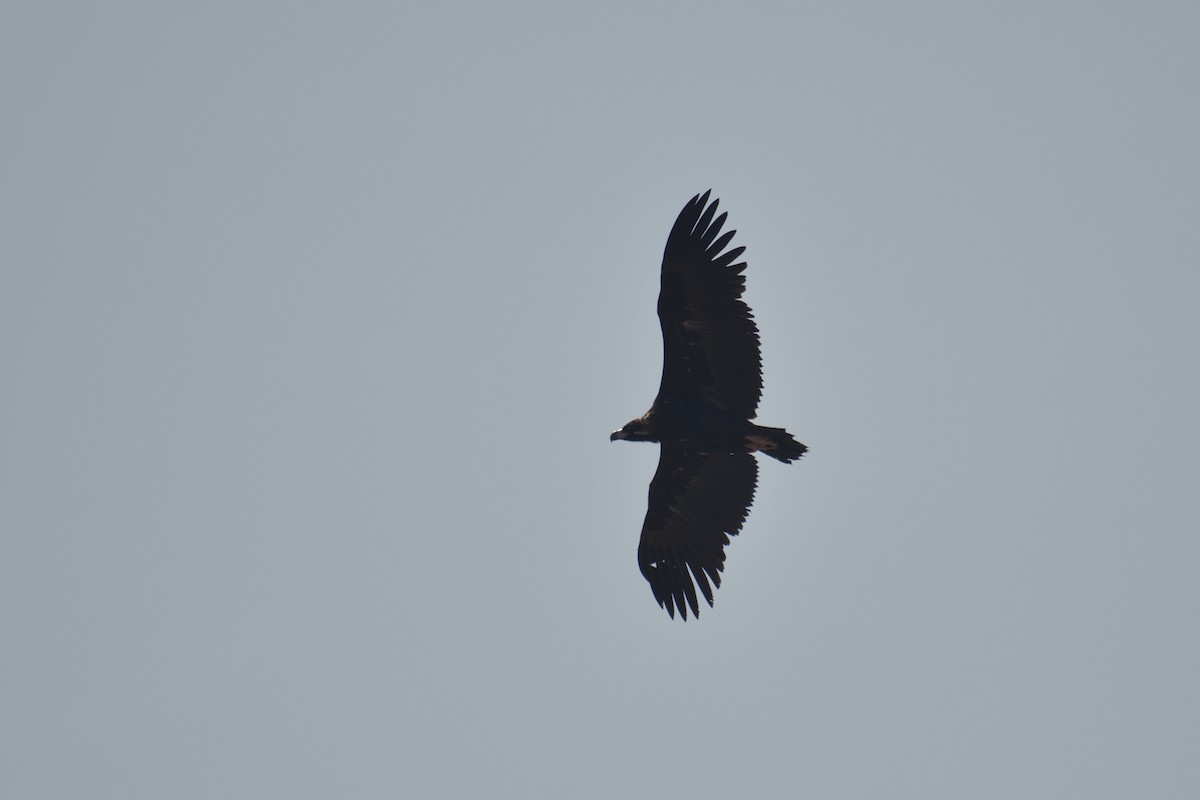 Cinereous Vulture - ML576424731