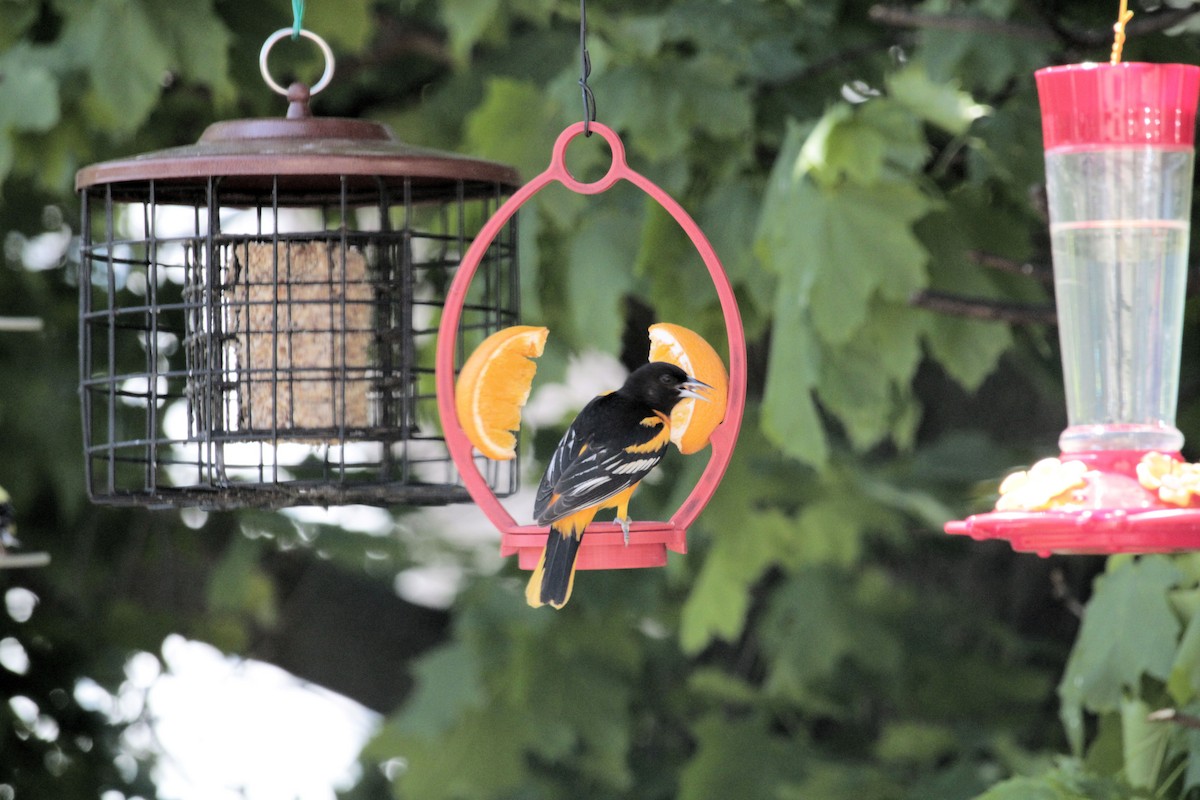 Orchard Oriole - ML576425631