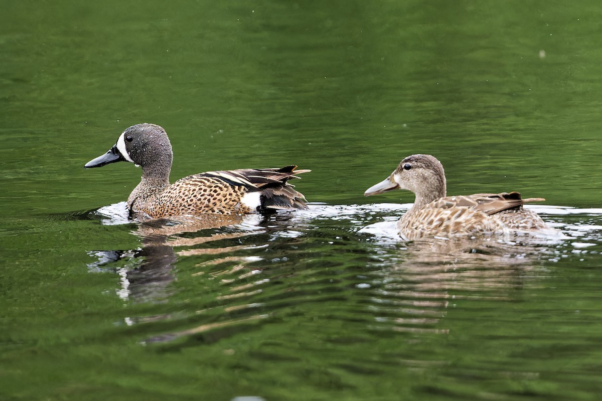 Blue-winged Teal - ML576426541