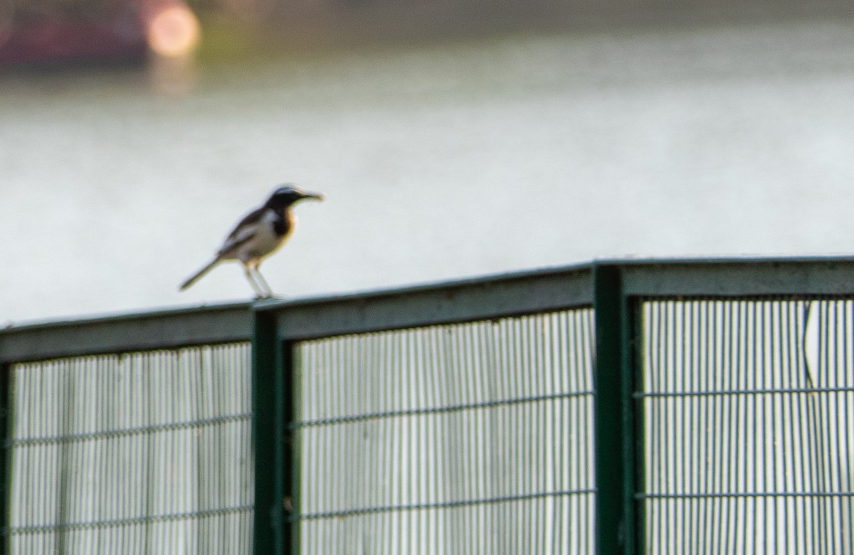 White-browed Wagtail - ML576427301