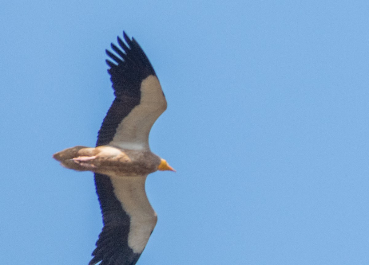 Egyptian Vulture - ML576427731