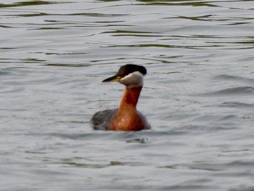 Red-necked Grebe - Esther and Gyula Mackinlay - Gergely
