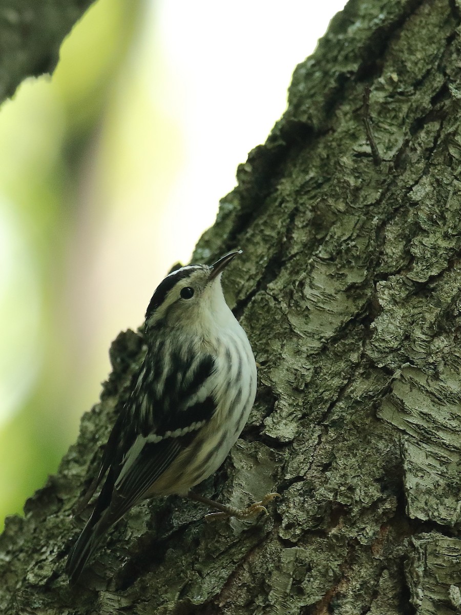 Black-and-white Warbler - ML576428771