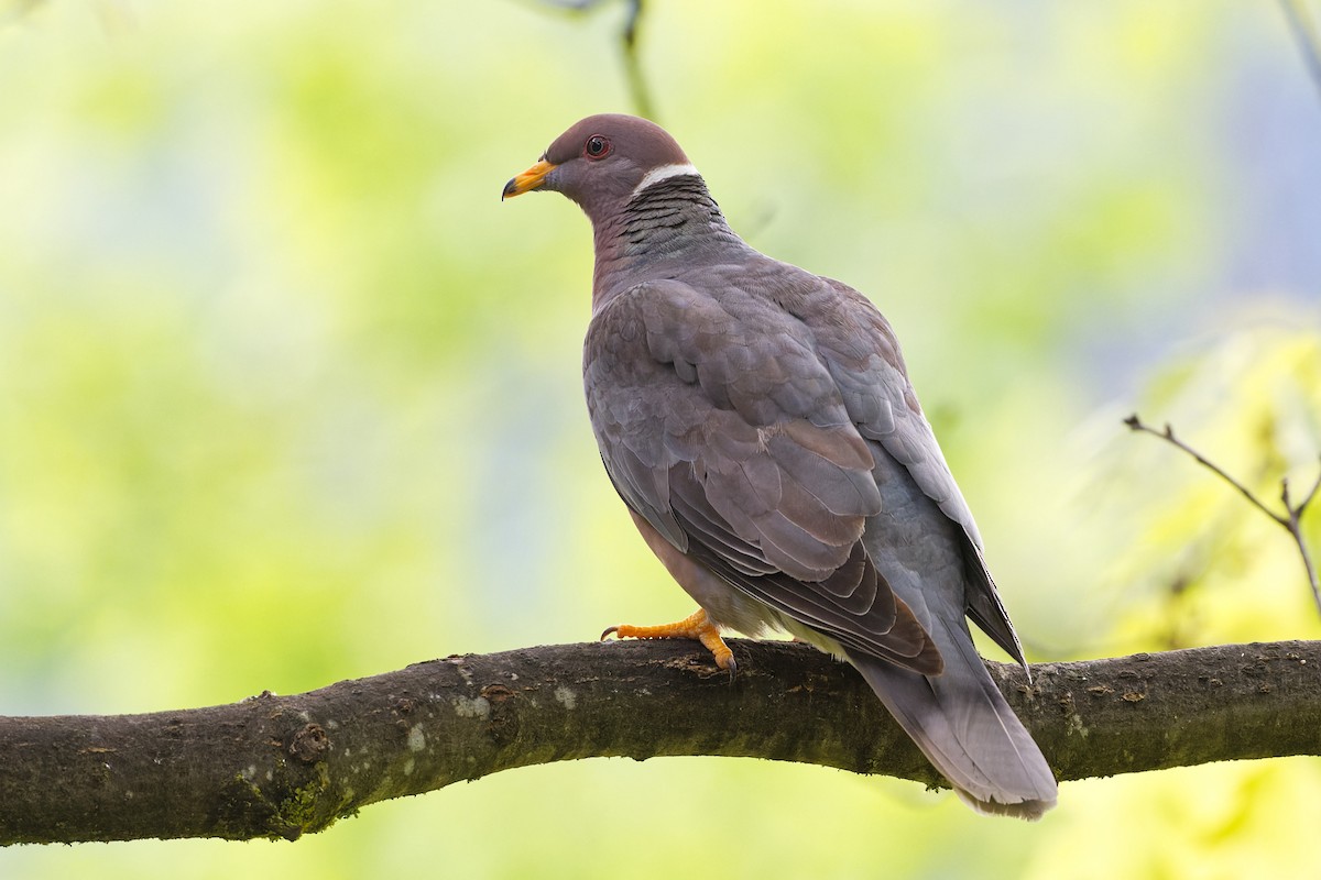 Band-tailed Pigeon - ML576429141