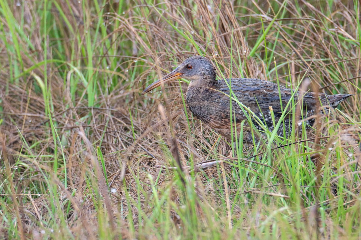 New York Breeding Bird Atlas Checklist - 20 May 2023 - Oceanside Marine ...