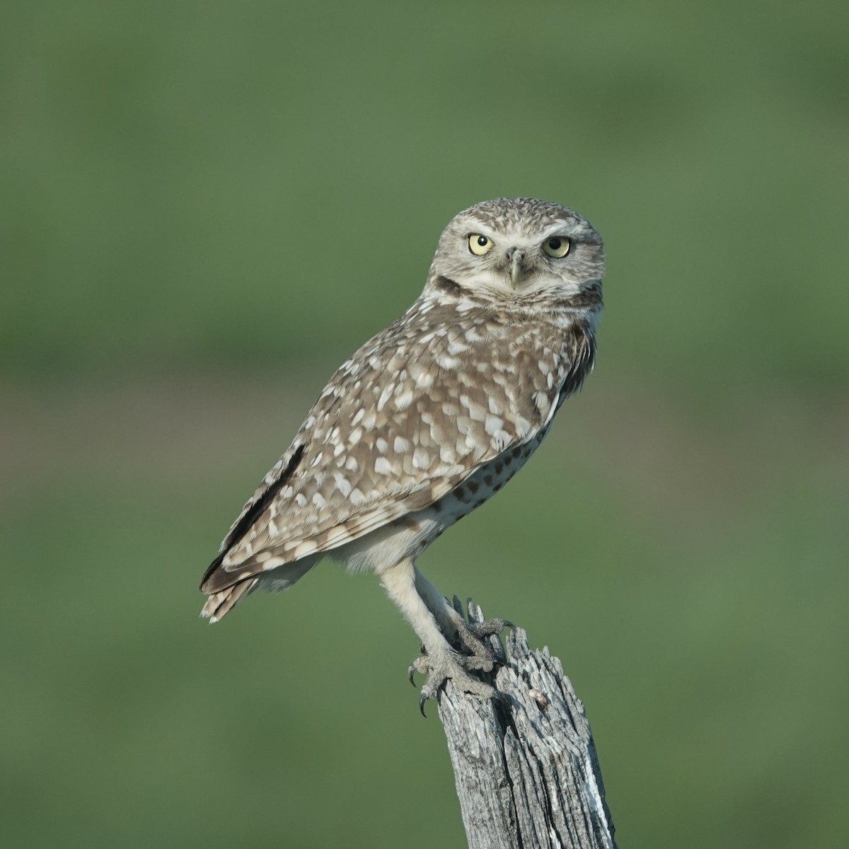 Burrowing Owl (Western) - Jen Hitt