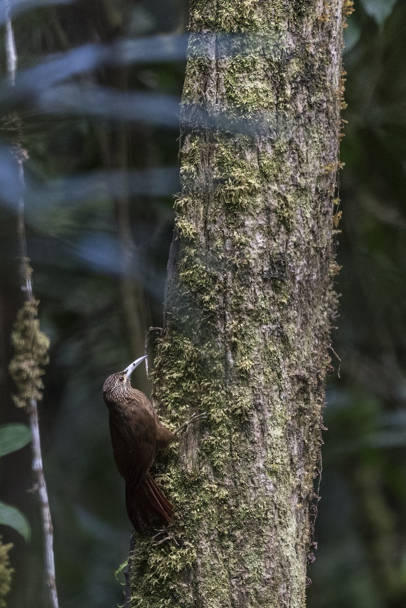 Strong-billed Woodcreeper - ML576439381