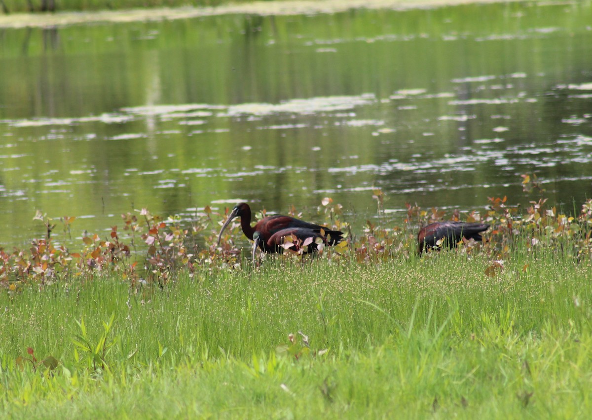 Ebird Checklist May Hogan Point Rd Pond And Flooded Field