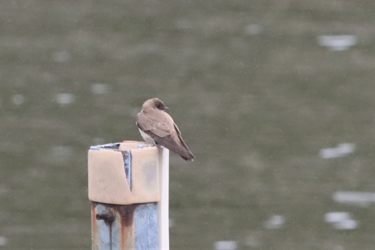 Northern Rough-winged Swallow - ML576444251