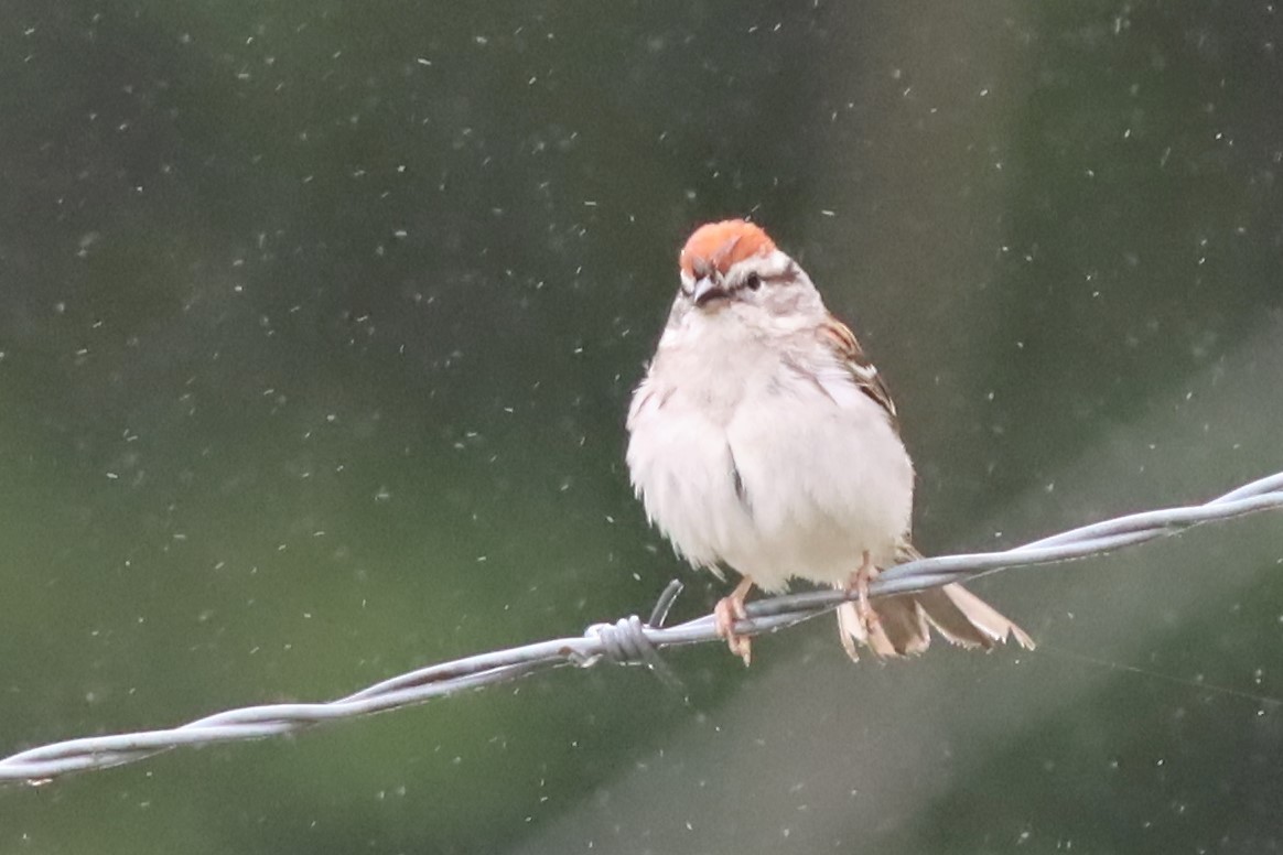 Chipping Sparrow - ML576444521