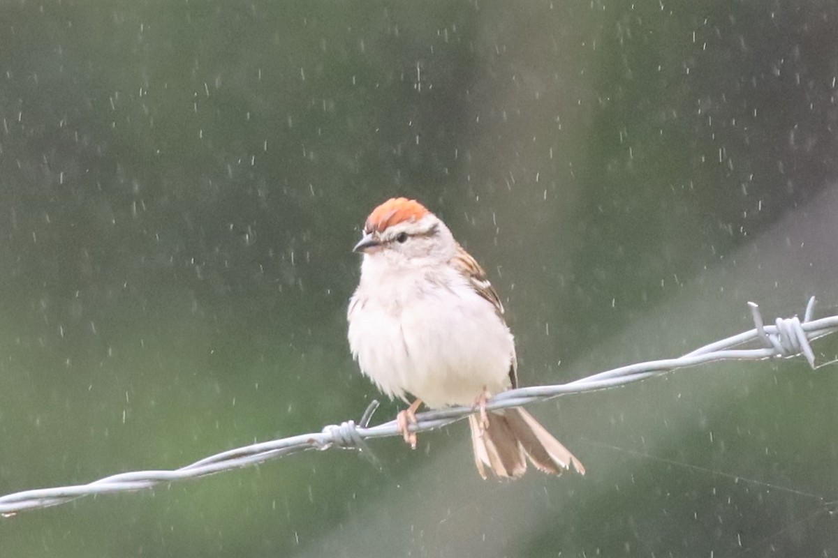 Chipping Sparrow - ML576444531