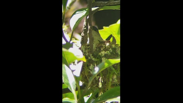 kolibřík zelenopláštíkový - ML576450141