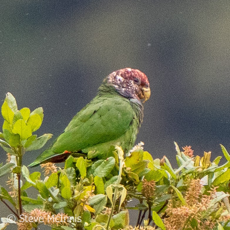 Speckle-faced Parrot (Plum-crowned) - ML576451301