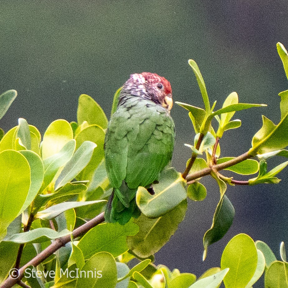 Speckle-faced Parrot (Plum-crowned) - ML576451311