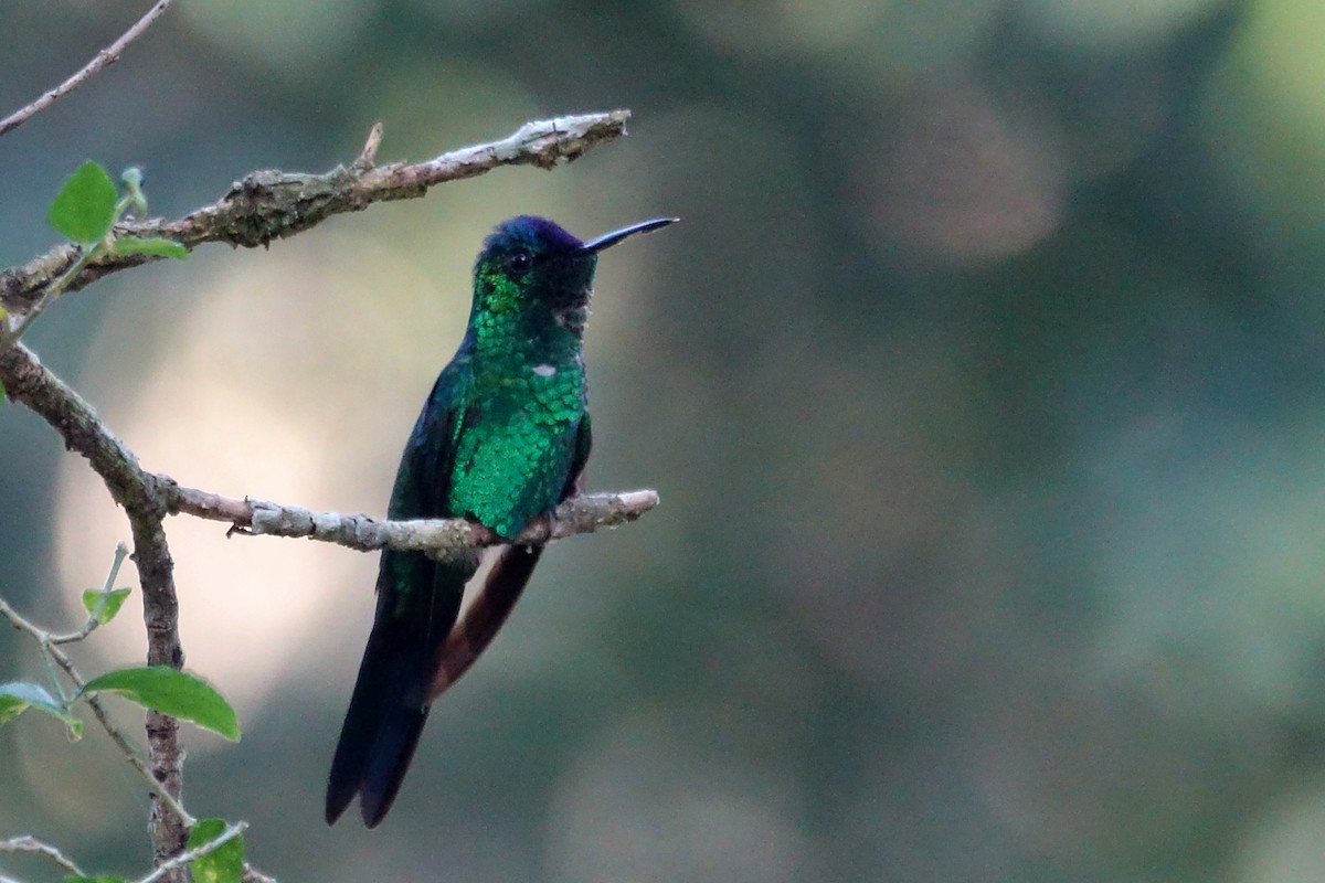 Swallow-tailed Hummingbird - Paul Bartlett