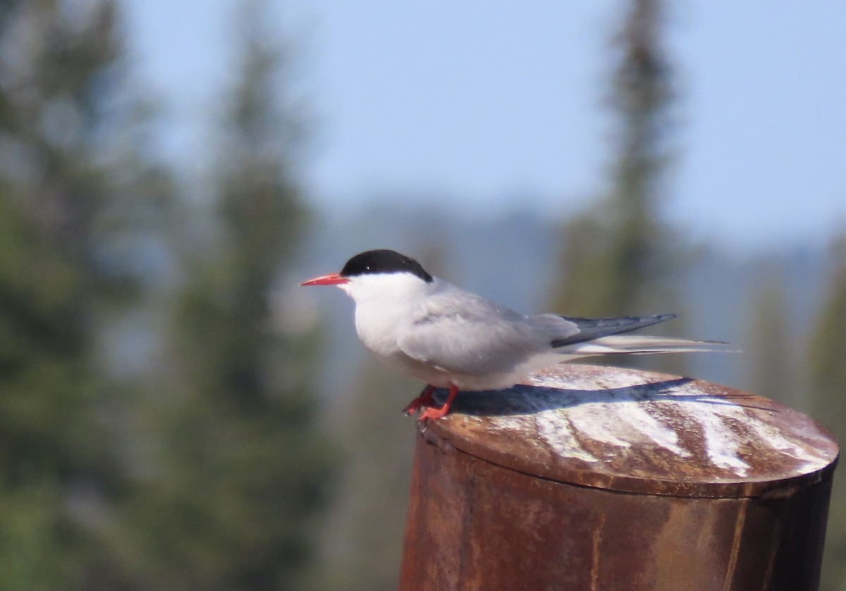 Arctic Tern - ML576459191
