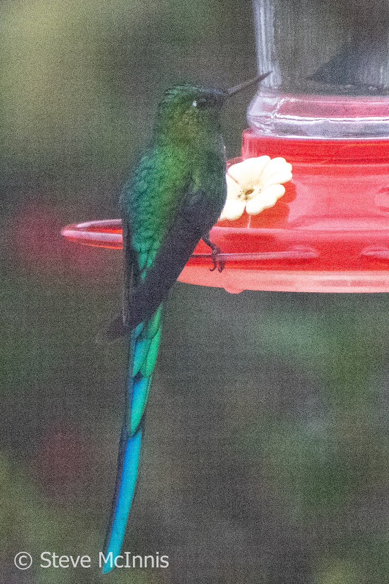 Long-tailed Sylph - ML576460791