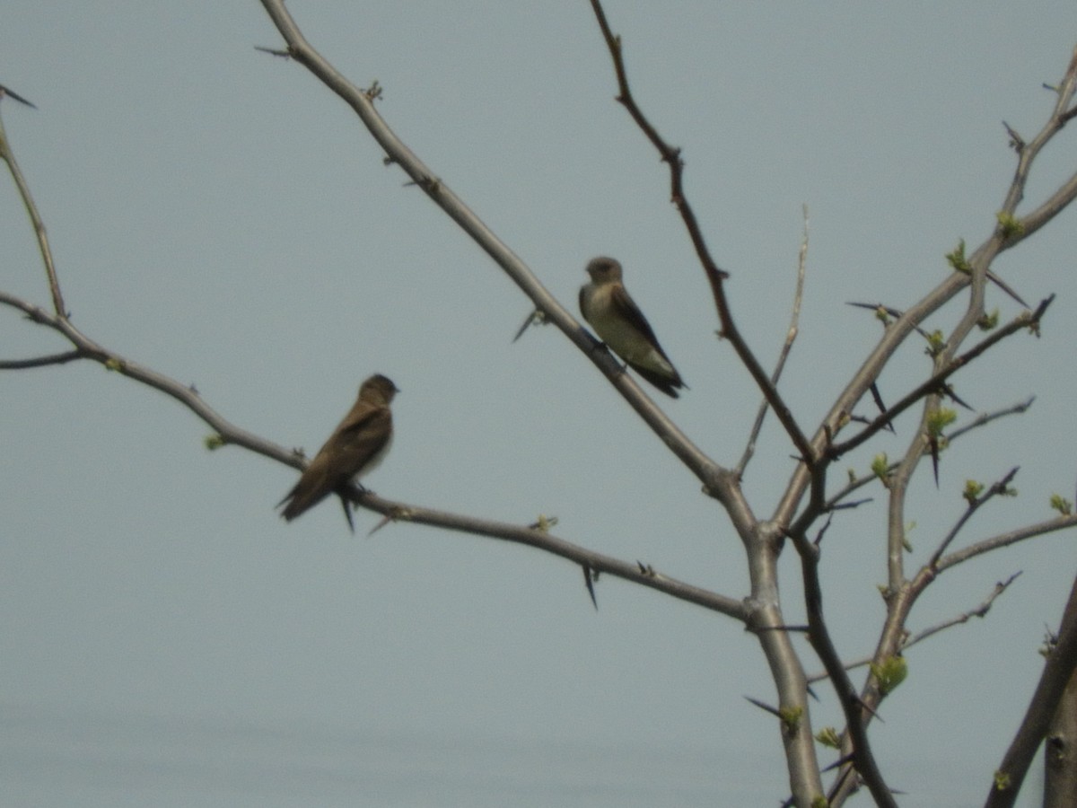 Northern Rough-winged Swallow - Darlene Deemert