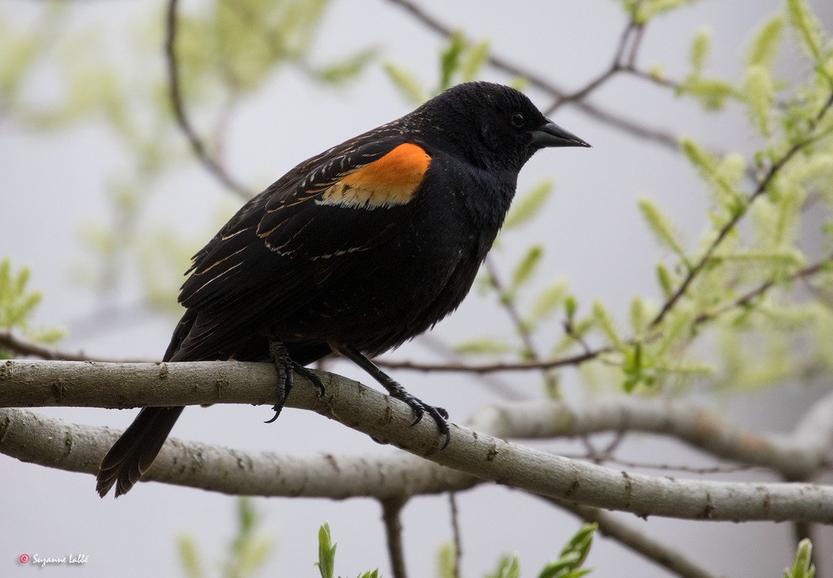 Red-winged Blackbird - Suzanne Labbé