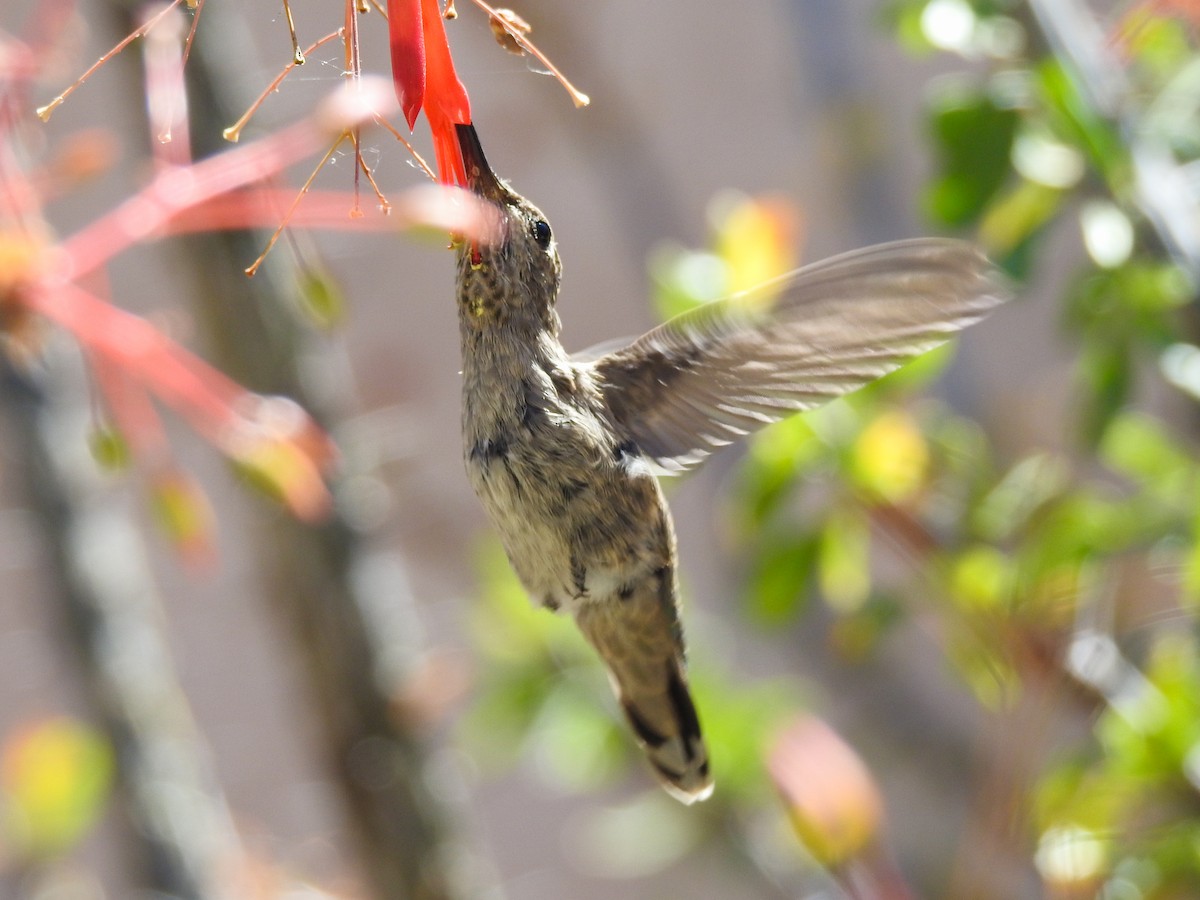 Anna's Hummingbird - ML576473701