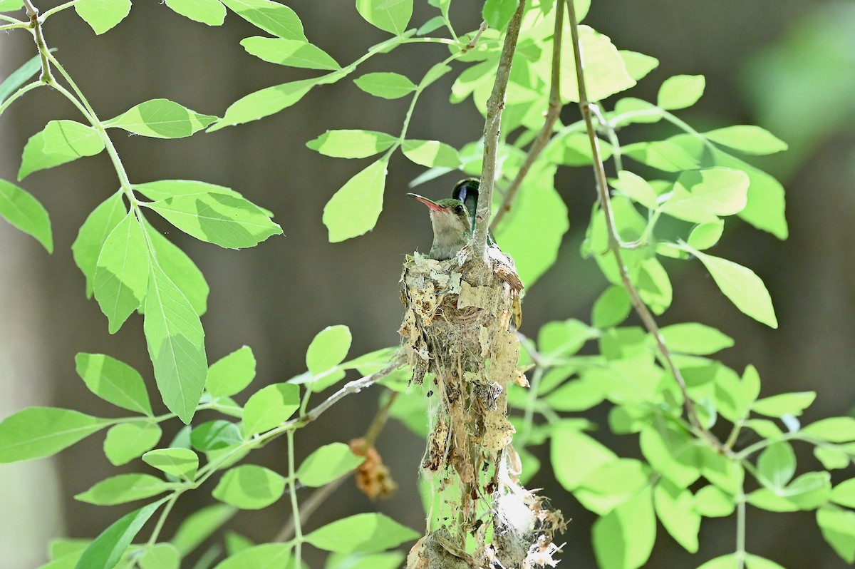 Broad-billed Hummingbird - ML576474121